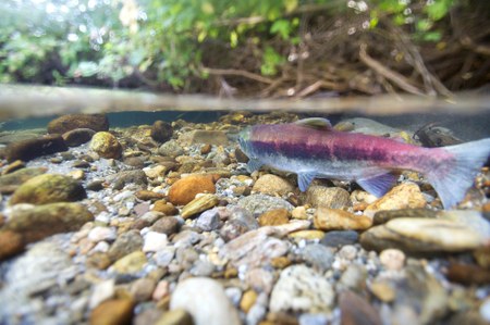 Youth & Families Invited to View Salmon Run at Kitsap Forest Theater - Nov 12 & 13