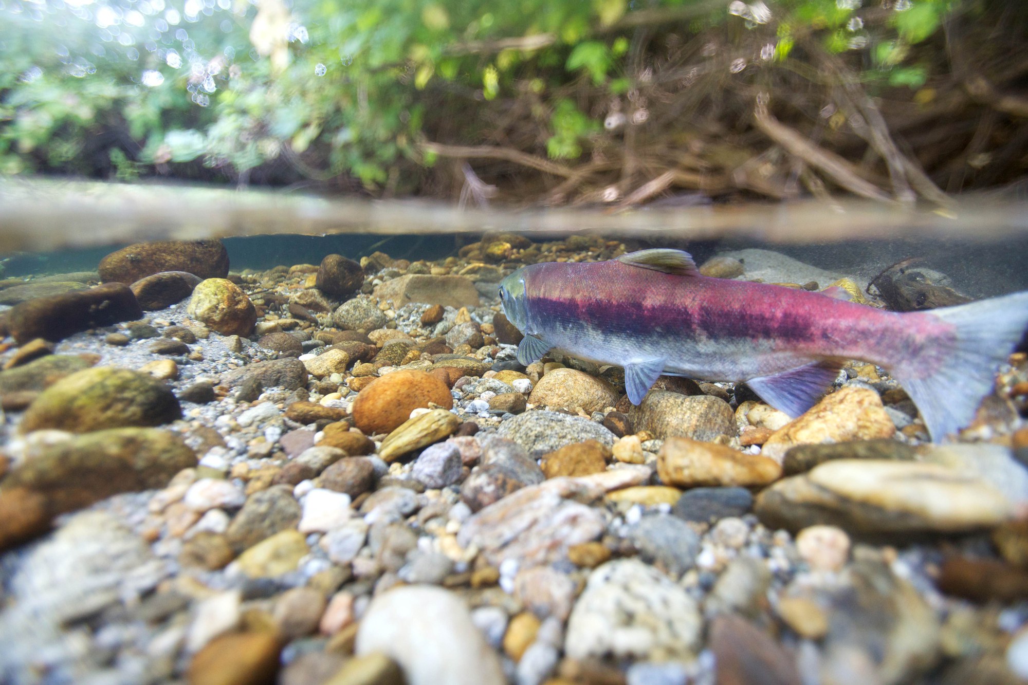 Youth & Families Invited to View Salmon Run at Kitsap Forest Theater Nov 12 & 13 — The