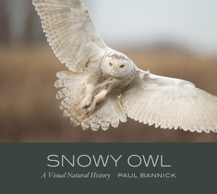 Snowy Owls with Paul Bannick