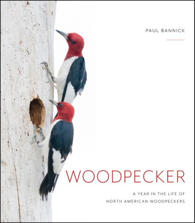 Woodpecker | Book Talk
