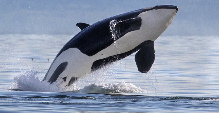 Braided River Event: Orca: In Dialogue with Lynda Mapes of the Seattle Times