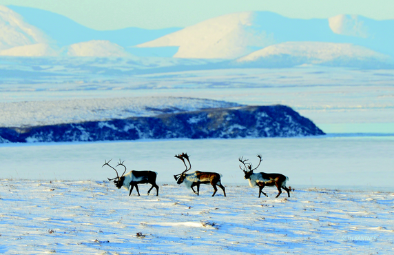 Seth Kantner with Bellamy Pailthorp: What Caribou in Alaska Reveal About Climate Change and Ourselves