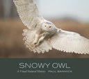 Snowy Owls with Paul Bannick
