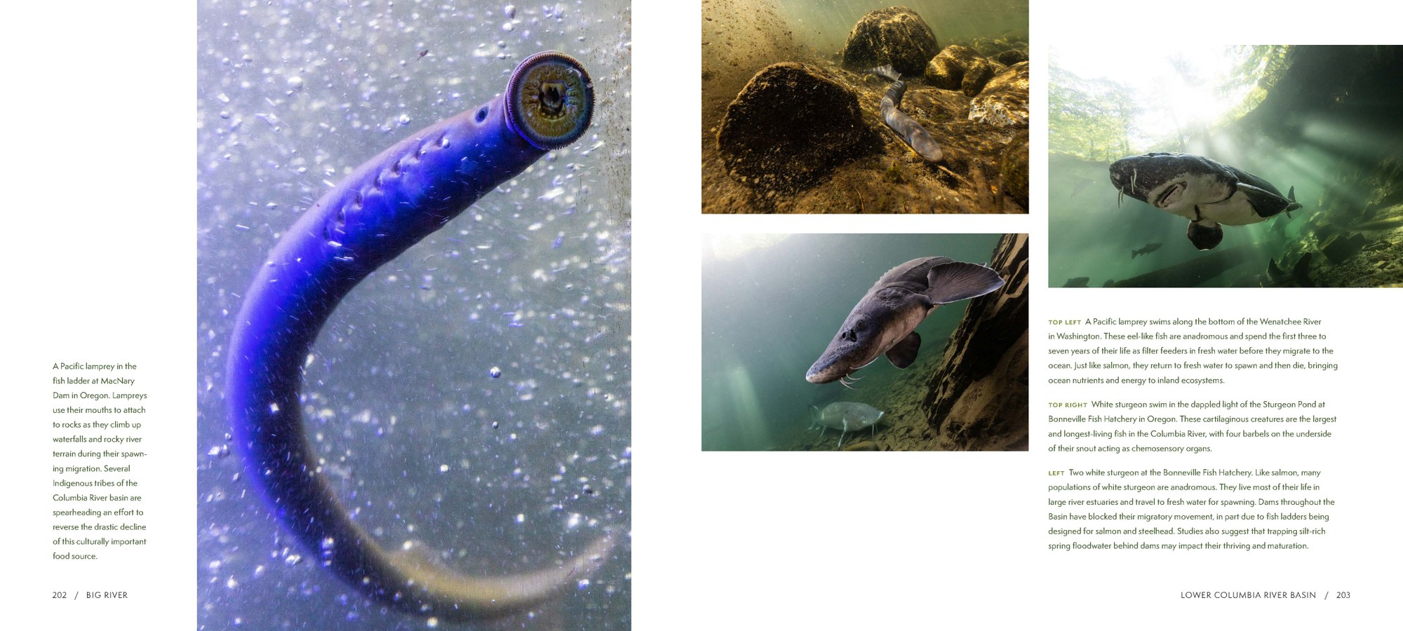 Big River SAMPLE spreads_Part8.jpg