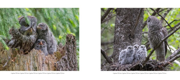 great gray owl spreads-5.jpg