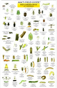 Mac's Field Guides: California Garden Bugs