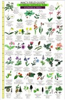 Mac's Field Guides: Denali National Park