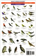 Mac's Field Guides: Great Smoky Mountains National Park Animals