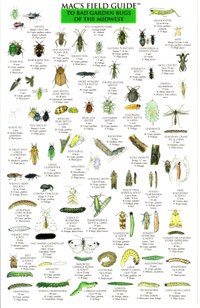Mac's Field Guides: Midwest Garden Bugs