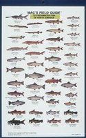 Mac's Field Guides: North American Freshwater Fish