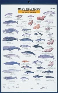 Mac's Field Guides: North American Marine Mammals