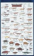 Mac's Field Guides: North American Reptiles