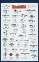 Mac's Field Guides: Northeast Coastal Fish