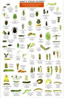 Mac's Field Guides: Northeast Garden Bugs