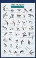 Mac's Field Guides: Northeast Park & Backyard Birds