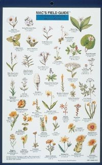 Mac's Field Guides: Rocky Mountain Wildflowers