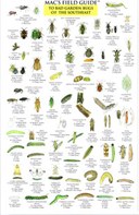 Mac's Field Guides: Southeast Garden Bugs