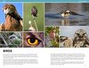Birds Intro.jpg