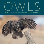 Owls 2024: A 12-Month Wall Calendar