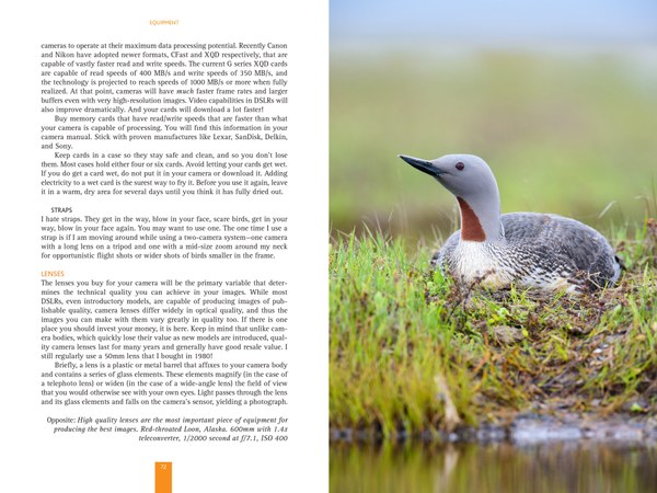 Birds PAGES_Sample-1.jpg