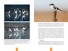 Birds PAGES_Sample-3.jpg
