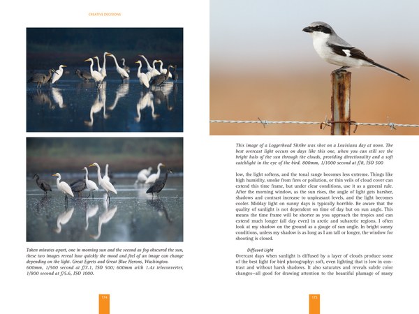 Birds PAGES_Sample-3.jpg