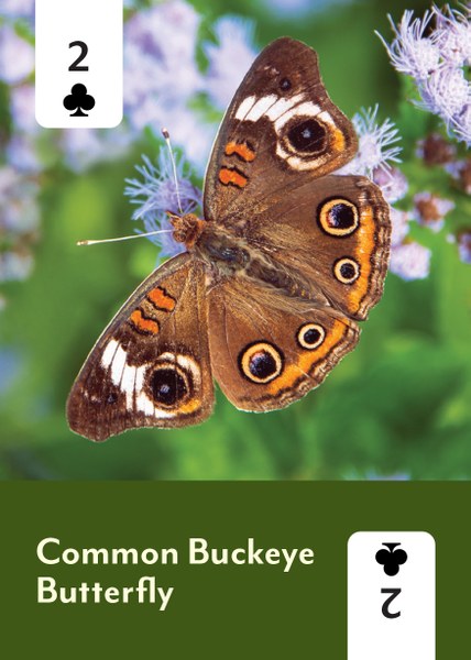 PollinatorDeck_Cards-2.jpg