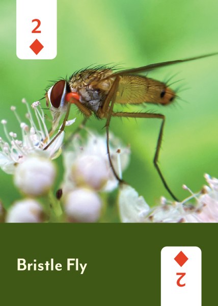 PollinatorDeck_Cards-3.jpg