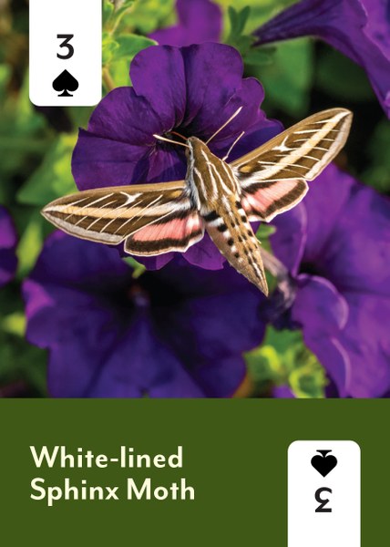 PollinatorDeck_Cards-4.jpg