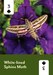 PollinatorDeck_Cards-4.jpg