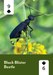 PollinatorDeck_Cards-5.jpg