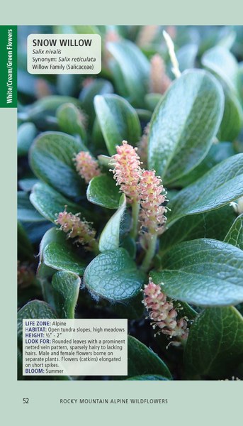 RockyMtAlpineFlowers_Pages_Printer_121925_Page_052.jpg
