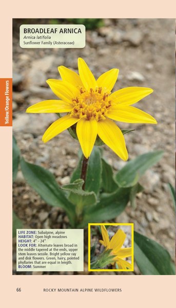 RockyMtAlpineFlowers_Pages_Printer_121925_Page_066.jpg