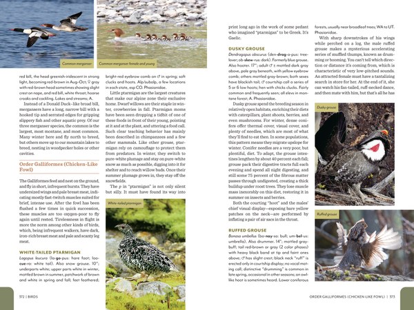 Pages from RMFG_Pages1_Spreads-8.jpg