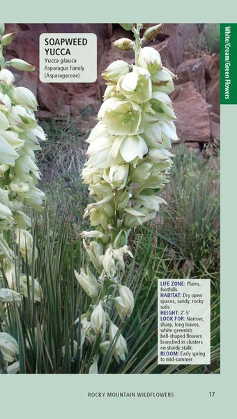Rocky Mtn Wildflowers 2ed_Pages_Printer_112125_Page_017.jpg