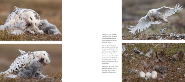 snowy owl spreads-5.jpg