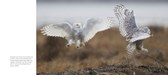 snowy owl spreads-6.jpg