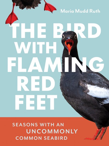 BirdWithFlamingRedFeet_Cover_Final.jpg