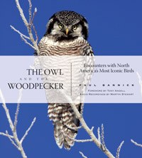 The Owl and the Woodpecker: Encounters with North America’s Most Iconic Birds