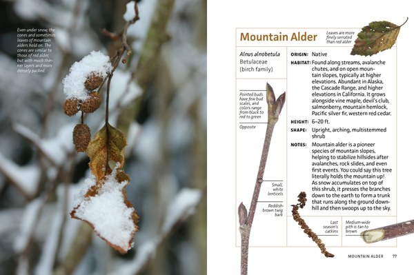 MB_WinterTwigs_SampleSpreads-2.jpg