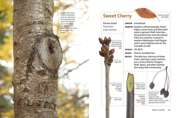 MB_WinterTwigs_SampleSpreads-4.jpg