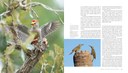 woodpecker-marketing-spreads-3.jpg