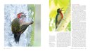 woodpecker-marketing-spreads-4.jpg
