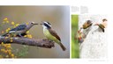 woodpecker-marketing-spreads-5.jpg