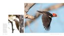 woodpecker-marketing-spreads-6.jpg