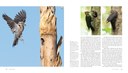 woodpecker-marketing-spreads-7.jpg