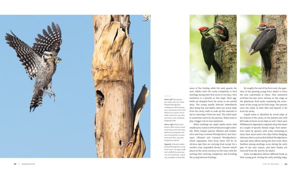 woodpecker-marketing-spreads-7.jpg