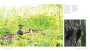 woodpecker-marketing-spreads-8.jpg