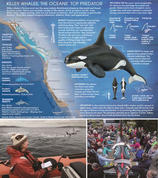orca-collage.png