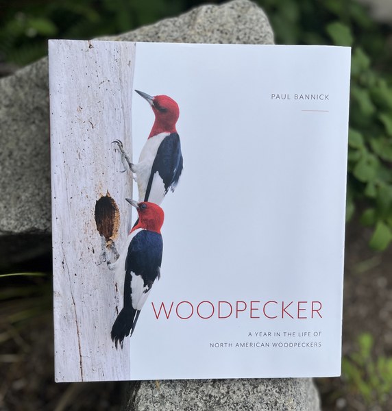 IMG_7187 2.jpg Woodpecker Book